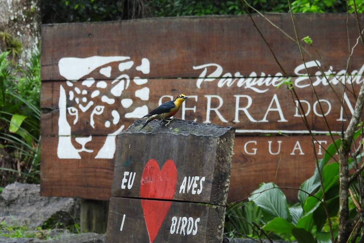 Serra do Mar abriga santuários de observação de aves no meio da mata atlântica